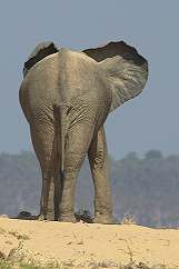 Elephant, just massive !!