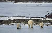 Polar bear's. Beautiful