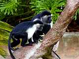 Colobus3.jpg