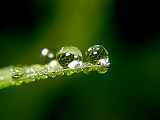 DewDrops1.jpg