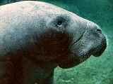 ManateeFix3.jpg